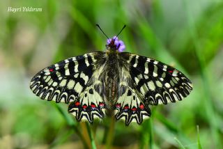 Gney Fistosu (Zerynthia polyxena)