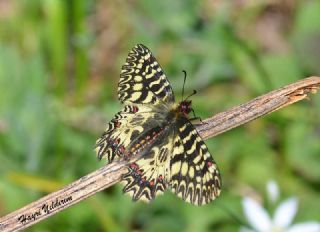 Gney Fistosu (Zerynthia polyxena)