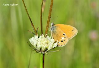 Orman Zpzp Perisi (Coenonympha glycerion)