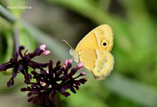 ran Zpzp Perisi (Coenonympha saadi)