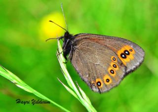 Orman Gzelesmeri (Erebia medusa )
