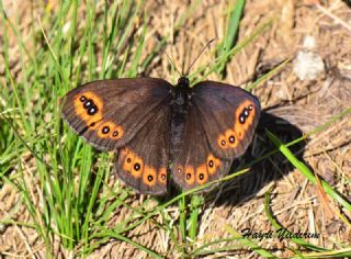 Orman Gzelesmeri (Erebia medusa )