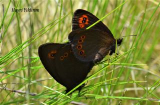 Orman Gzelesmeri (Erebia medusa )