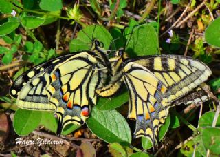 Krlangkuyruk (Papilio machaon)