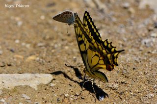 Krlangkuyruk (Papilio machaon)
