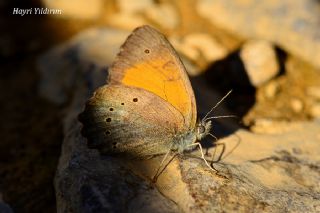 Kaya Esmeri (Kirinia clymene)