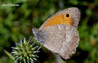 Esmerperi (Hyponephele lupina)