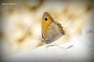 Kk Esmerperi (Hyponephele lycaon)