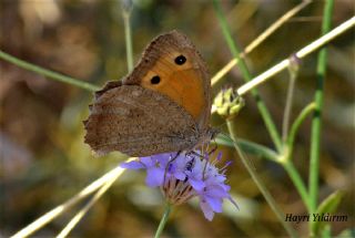 Esmerperi (Hyponephele lupina)