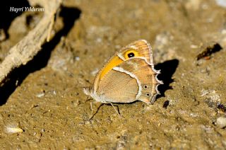 Ar Esmerperisi (Hyponephele wagneri)