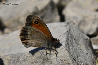 Azeri Esmerperi (Hyponephele zuvandica)