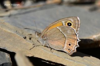 Urartu Esmerperisi (Hyponephele urartua)