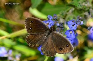 Beyaz Damarl Pirireis (Satyrus amasinus)