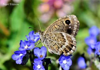 Beyaz Damarl Pirireis (Satyrus amasinus)