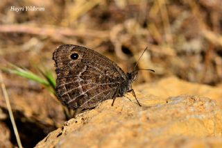 Beyaz Damarl Pirireis (Satyrus amasinus)