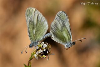 Doulu Narin Orman Beyaz (Leptidea duponcheli)