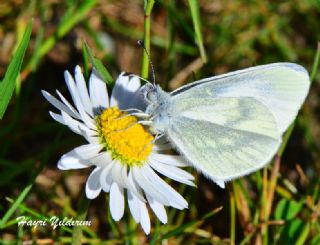 Narin Orman Beyaz (Leptidea sinapis)