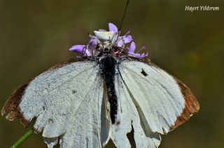 Byk Beyazmelek  (Pieris brassicae)