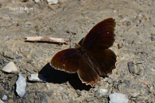 Anadolu Pirireisi (Satyrus favonius)
