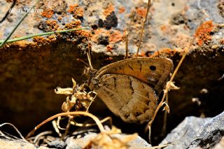 Anadolu Pirireisi (Satyrus favonius)