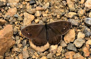 ran Pirireisi (Satyrus iranicus)