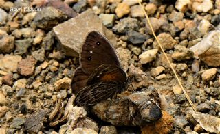 ran Pirireisi (Satyrus iranicus)