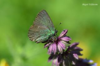 Kafkasya Z�mr�t�&nbsp;(Callophrys&nbsp;chalybeitincta)