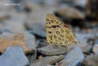 Uygur eytanc (Cigaritis uighurica)