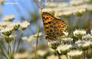 Uygur eytanc (Cigaritis uighurica)