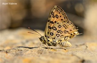 Uygur eytanc (Cigaritis uighurica)