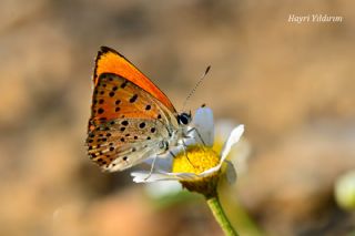 Alev Ate�g�zeli&nbsp;(Lycaena&nbsp;kefersteinii)