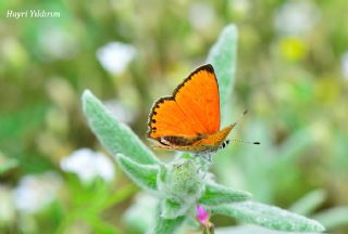 Alev Ategzeli (Lycaena kefersteinii)