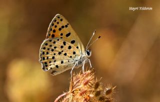Alev Ategzeli (Lycaena kefersteinii)
