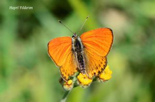 Kermanah (Lycaena kurdistanica)