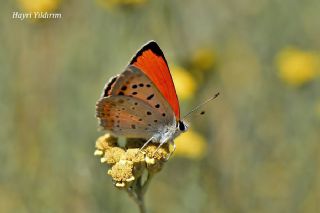 Da Atei (Lycaena thetis)