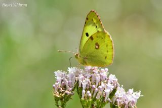 Gzel Azamet (Colias alfacariensis)