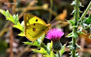 Gzel Azamet (Colias alfacariensis)
