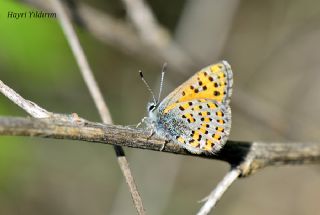 Anadolu Gelincii (Tomares nogelii)