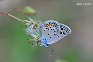 Anadolu Turan Mavisi&nbsp;(Turanana&nbsp;panagaea)