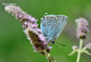 Mavi Sevbeni (Satyrium armenum)