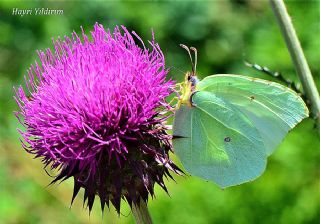 Kleopatra (Gonepteryx cleopatra)