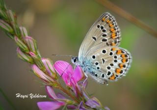 Doulu Esmergz (Plebejus carmon)