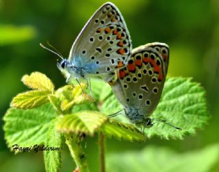 Doulu Esmergz (Plebejus carmon)