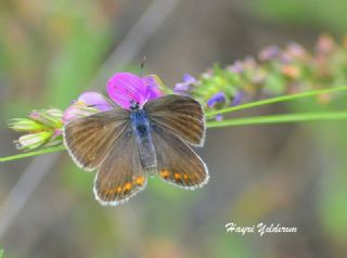Doulu Esmergz (Plebejus carmon)