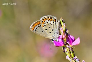 Doulu Esmergz (Plebejus carmon)