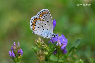 Avrupal� Esmerg�z&nbsp;(Plebejus&nbsp;argyrognomon )