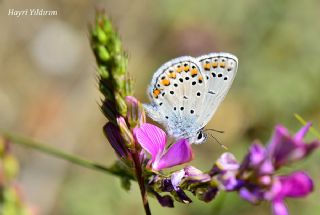Anadolu Esmergz (Plebejus modicus)