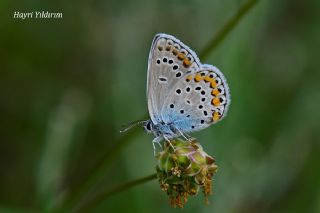 Anadolu Esmergz (Plebejus modicus)