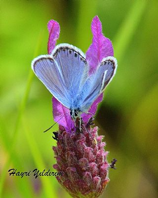 Anadolu Esmergz (Plebejus modicus)