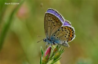 Anadolu Esmergz (Plebejus modicus)